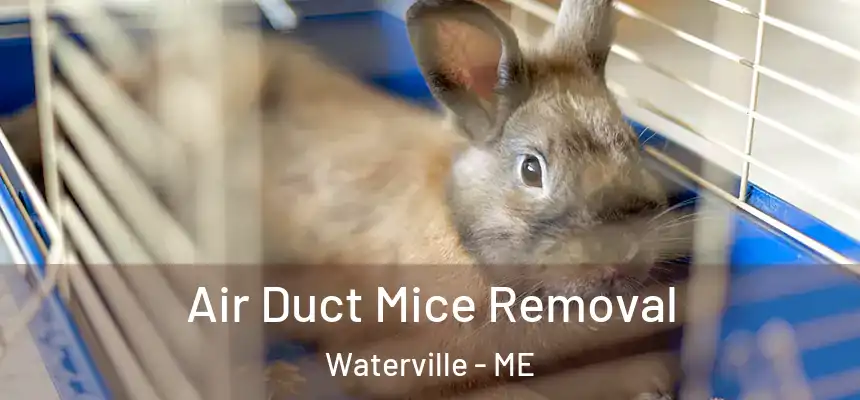  Air Duct Mice Removal Waterville - ME